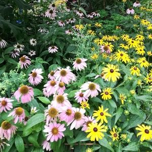 Meet your Posher, Maya